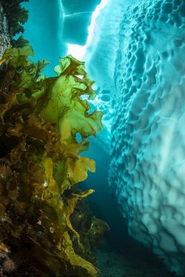 Chiết xuất tảo Saccharina